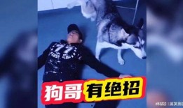 狗哥最新爆料,娱乐圈最新爆料大揭秘！